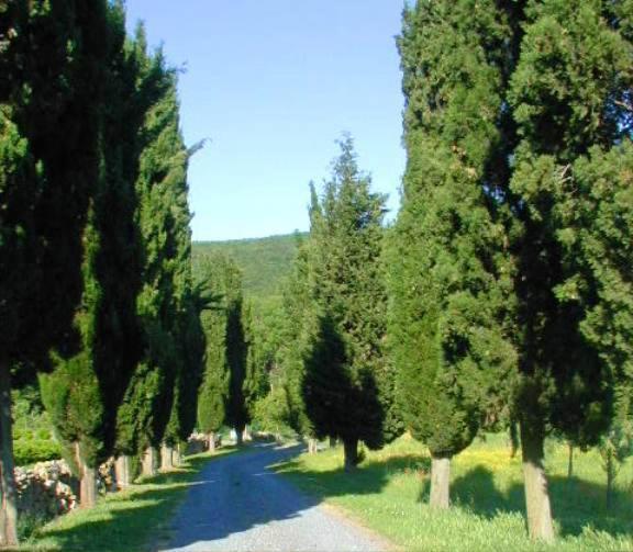 Agriturismo Natura E Salute Сан-Джиміньяно Екстер'єр фото